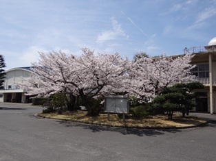 sakura